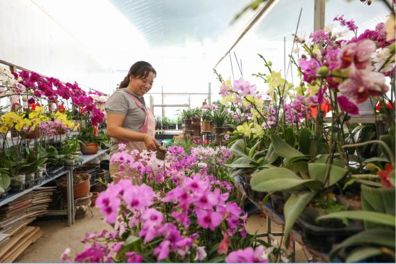 春风十里寻花路 探秘江宁台创园“花卉工厂”里的鲜花王国