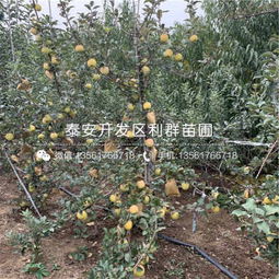 泰安金冠苹果苗价格解析与礼品花卉市场新趋势