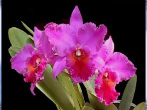 鲜花送老师 从美术课件到礼品花卉销售的创意桥梁