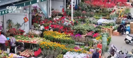 年货市场购销两旺 花卉礼盒映红新春